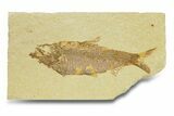 Detailed Fossil Fish (Knightia) - Wyoming #289920-1